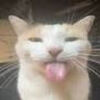 cheapjoequet
